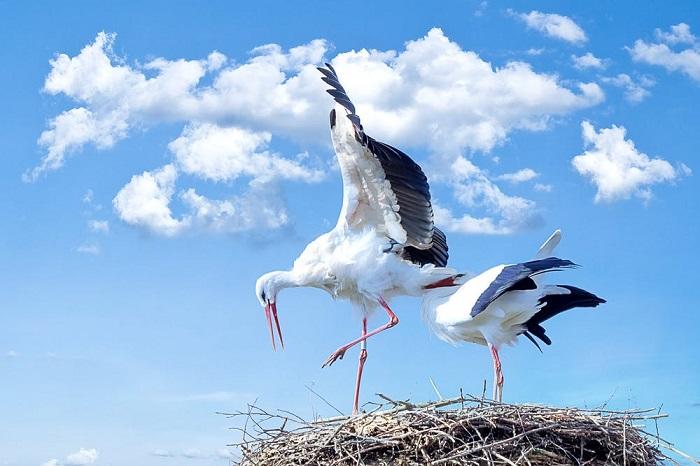 Tous les oiseaux peuvent-ils chanter ? 
