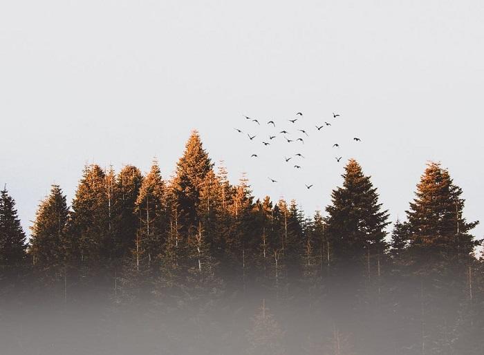 Comment communiquer avec la nature ? 