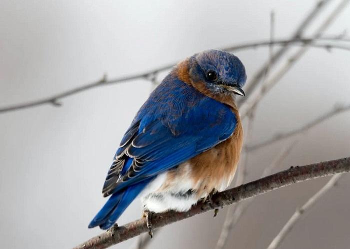 Par om commencer pour chanter comme un oiseau ? 