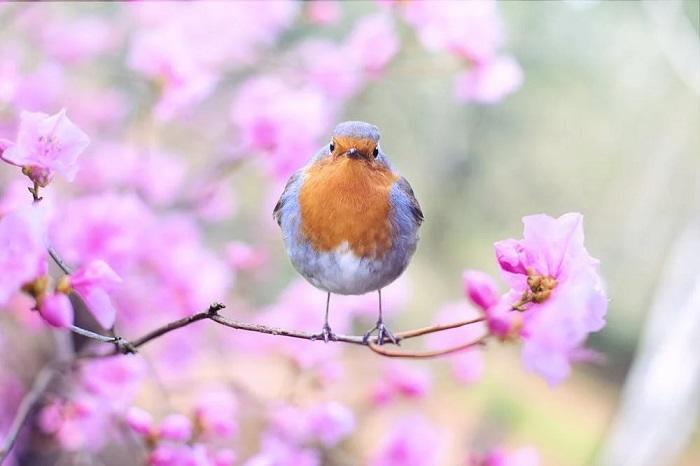 Comment chante le rouge-gorge ? 