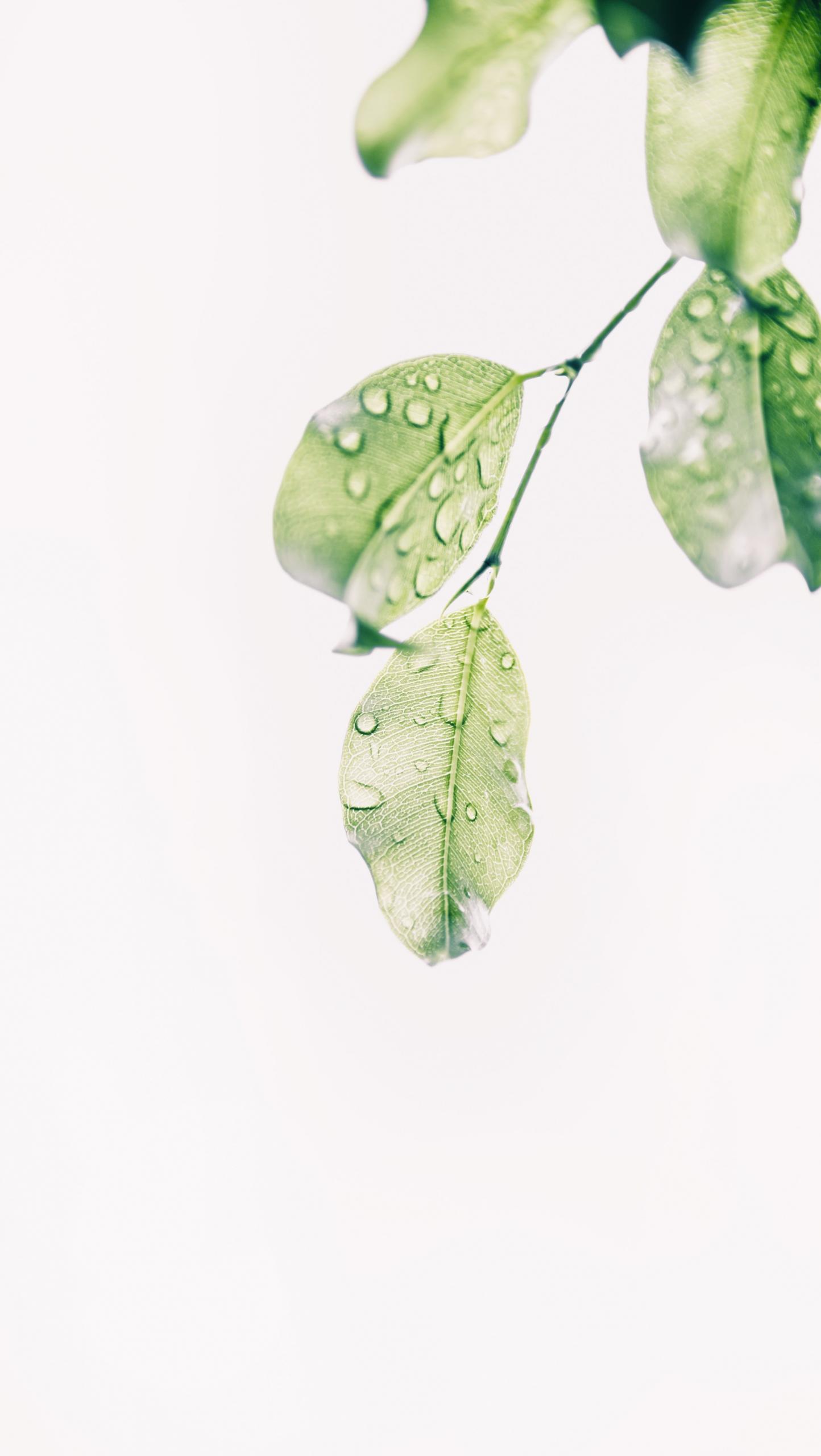 Une feuille avec de l'eau