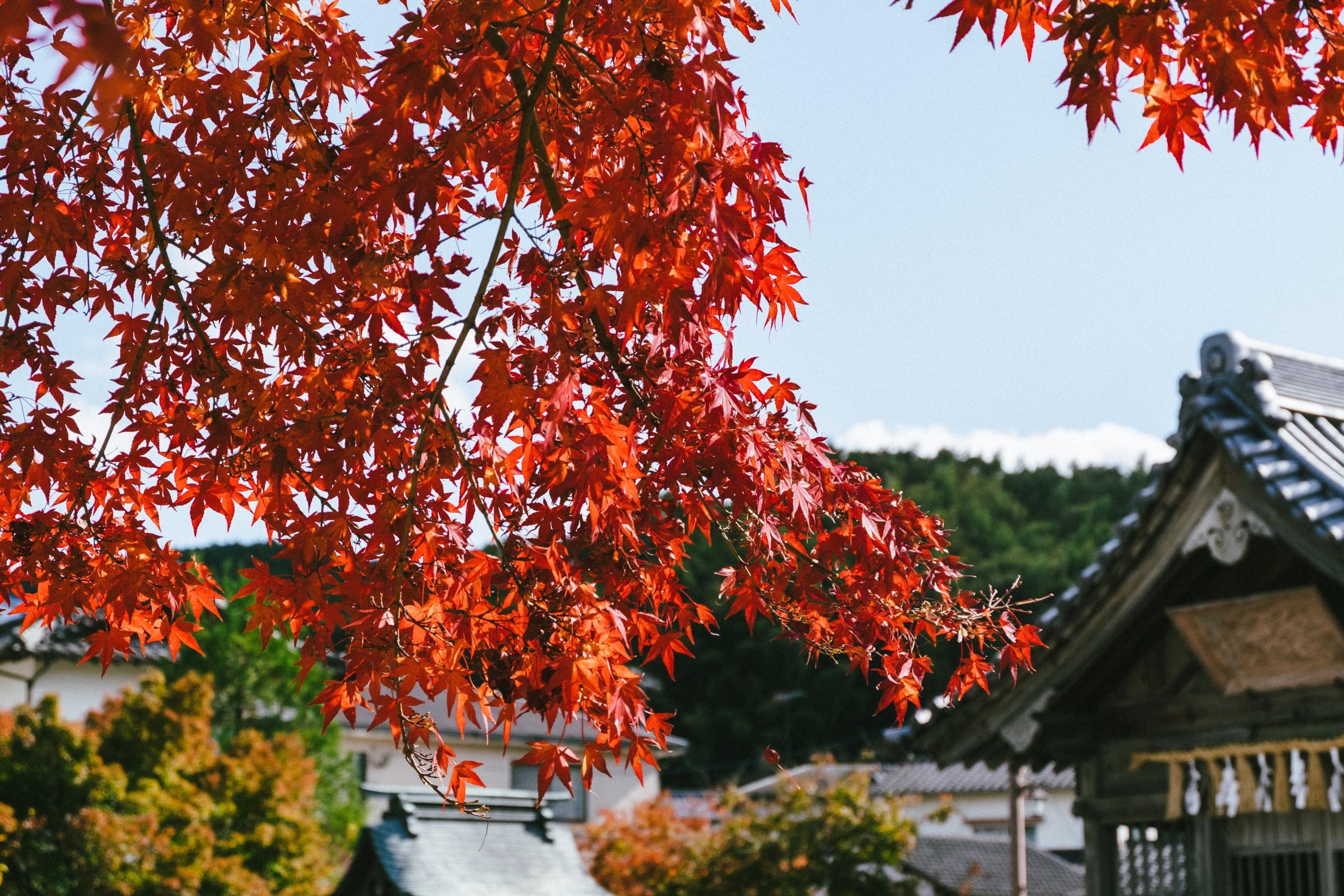 A quelle saison est-il conseillé de partir au Japon ?