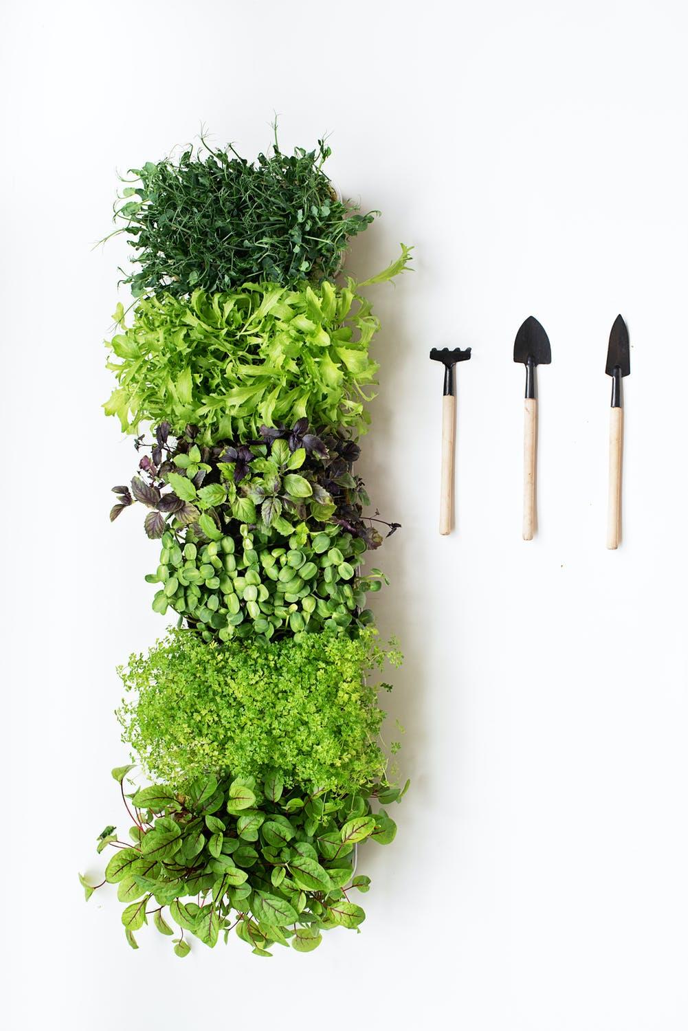 Des outils de jardinage se trouvent à côté d'un parterre de plantes. 