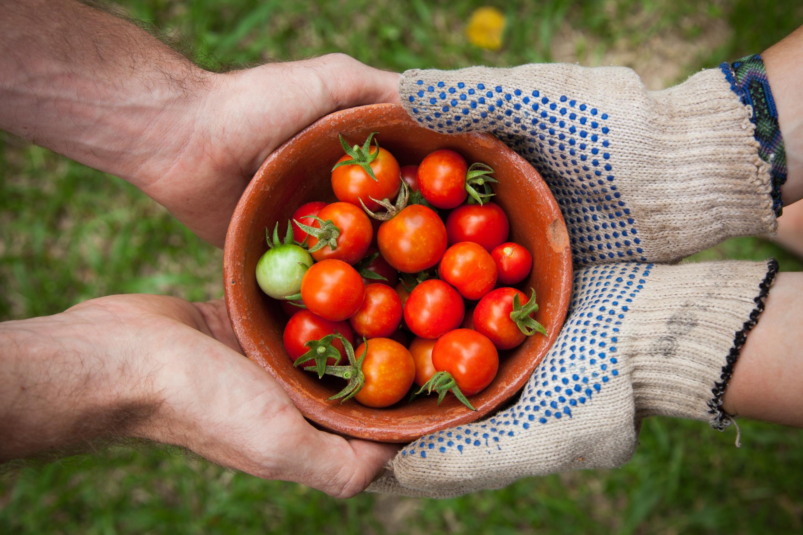 Deux mains tenant un bol de tomates.