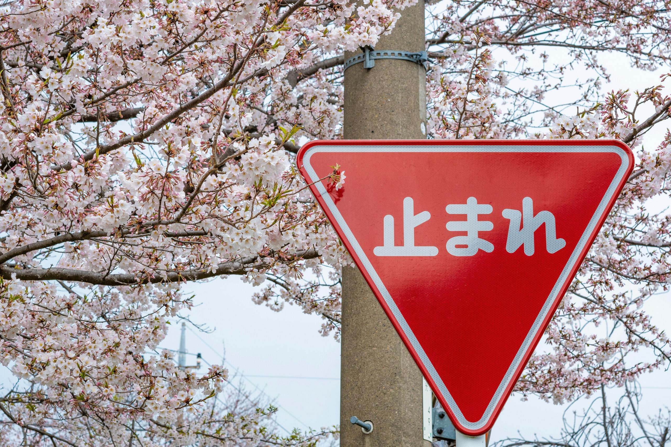 Un panneau japonais et des cerisiers en fleurs