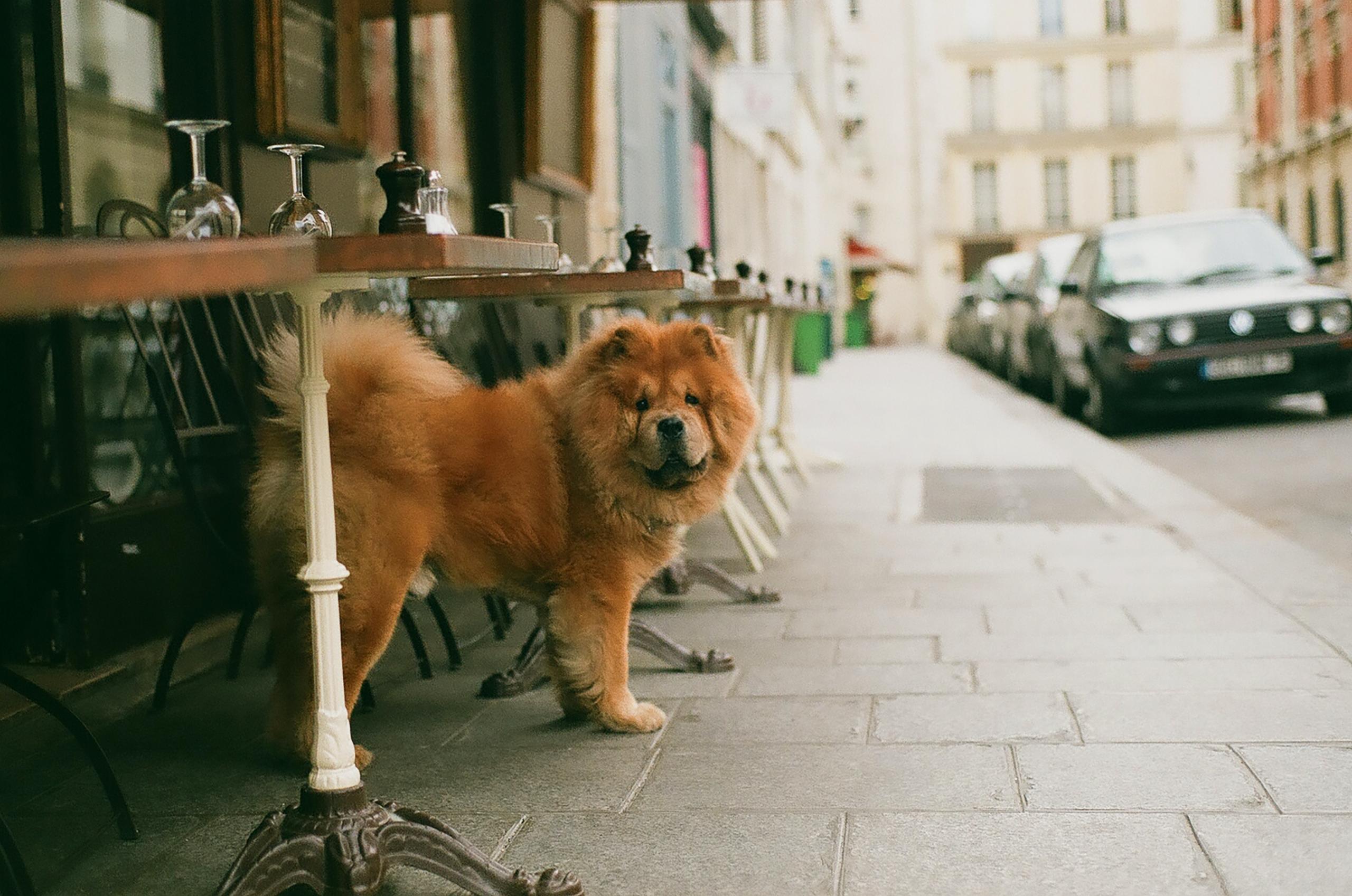 Un chien posté devant une terrasse de café parisien