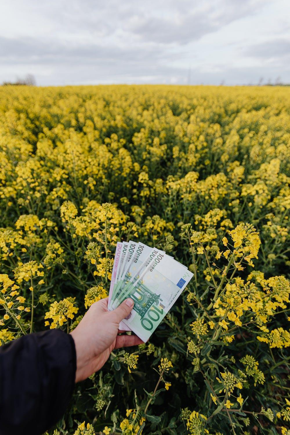 Une main tient une liasse de billets d'euros.