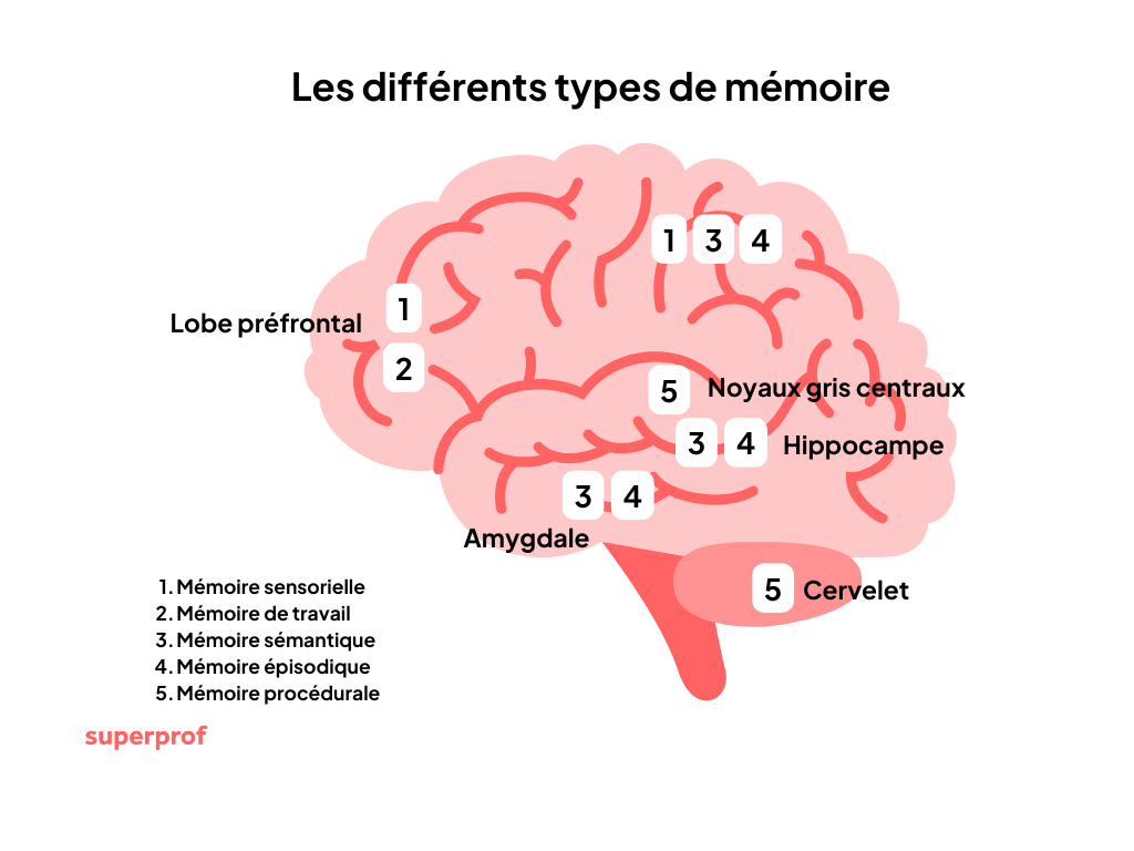 Schéma d'un cerveau pour illustrer les différents types de mémoire
