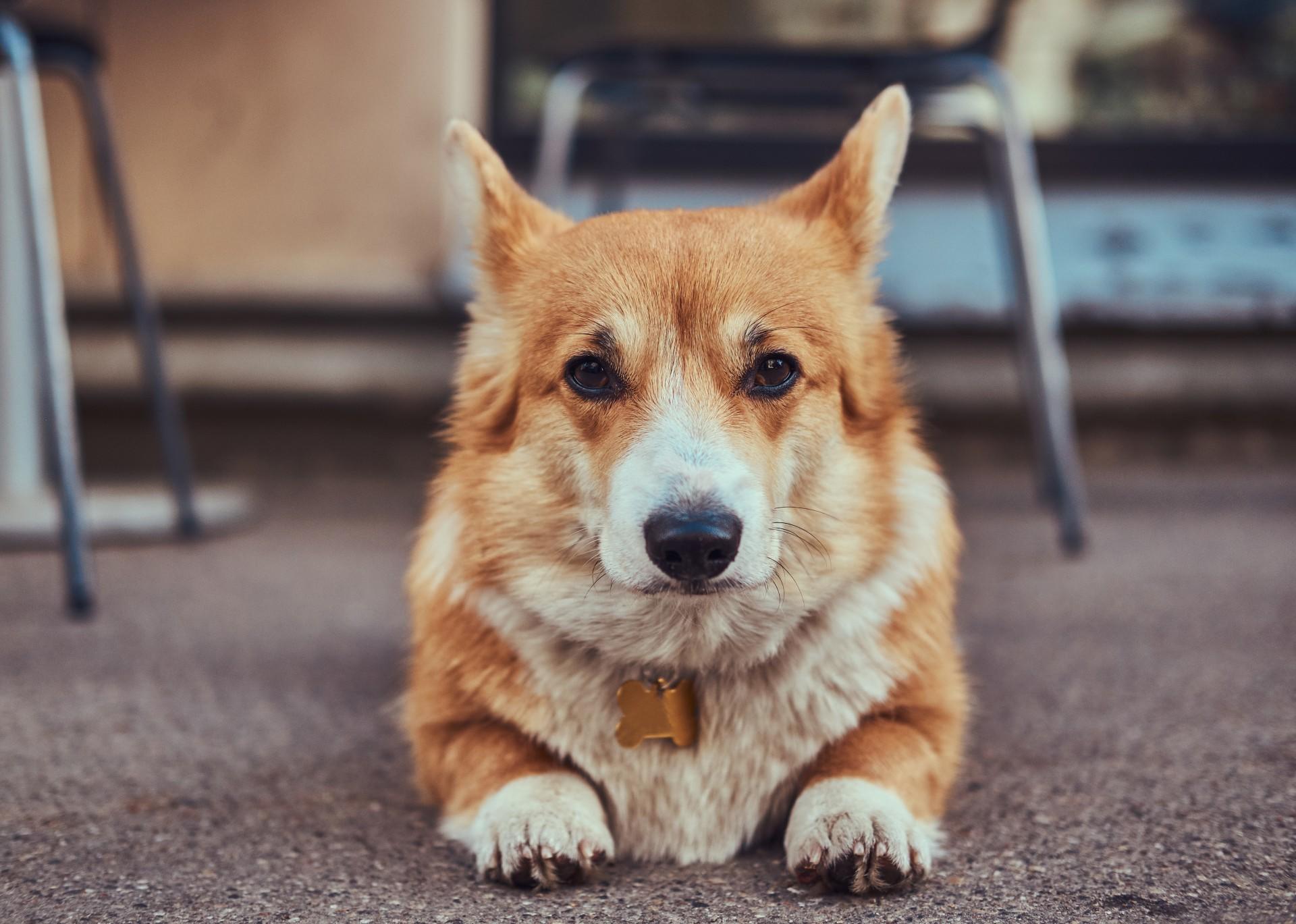 Chien corgi allongé sur un trottoir
