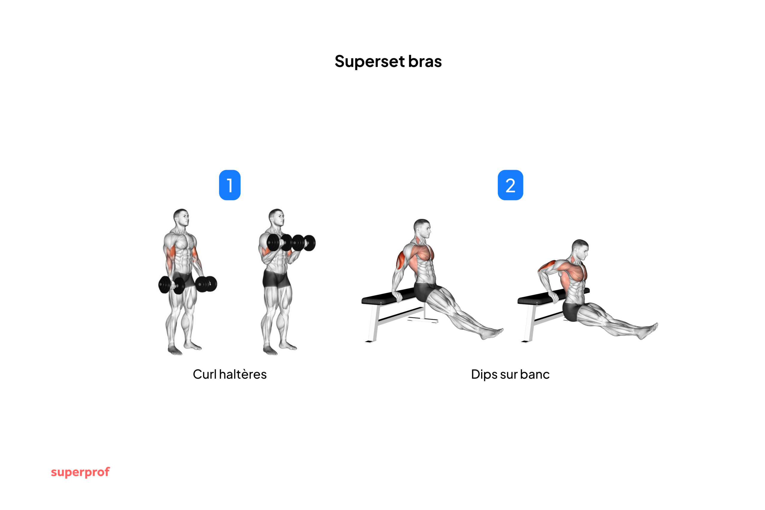 Schéma des exercices du superset bras