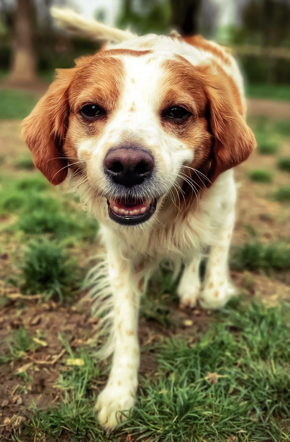 Photo d'un chien.