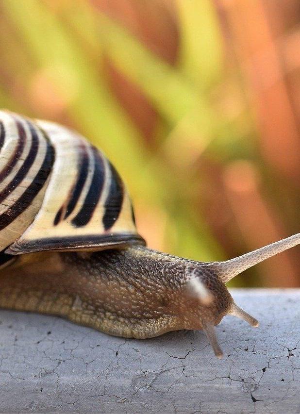 Photo d'un escargot.