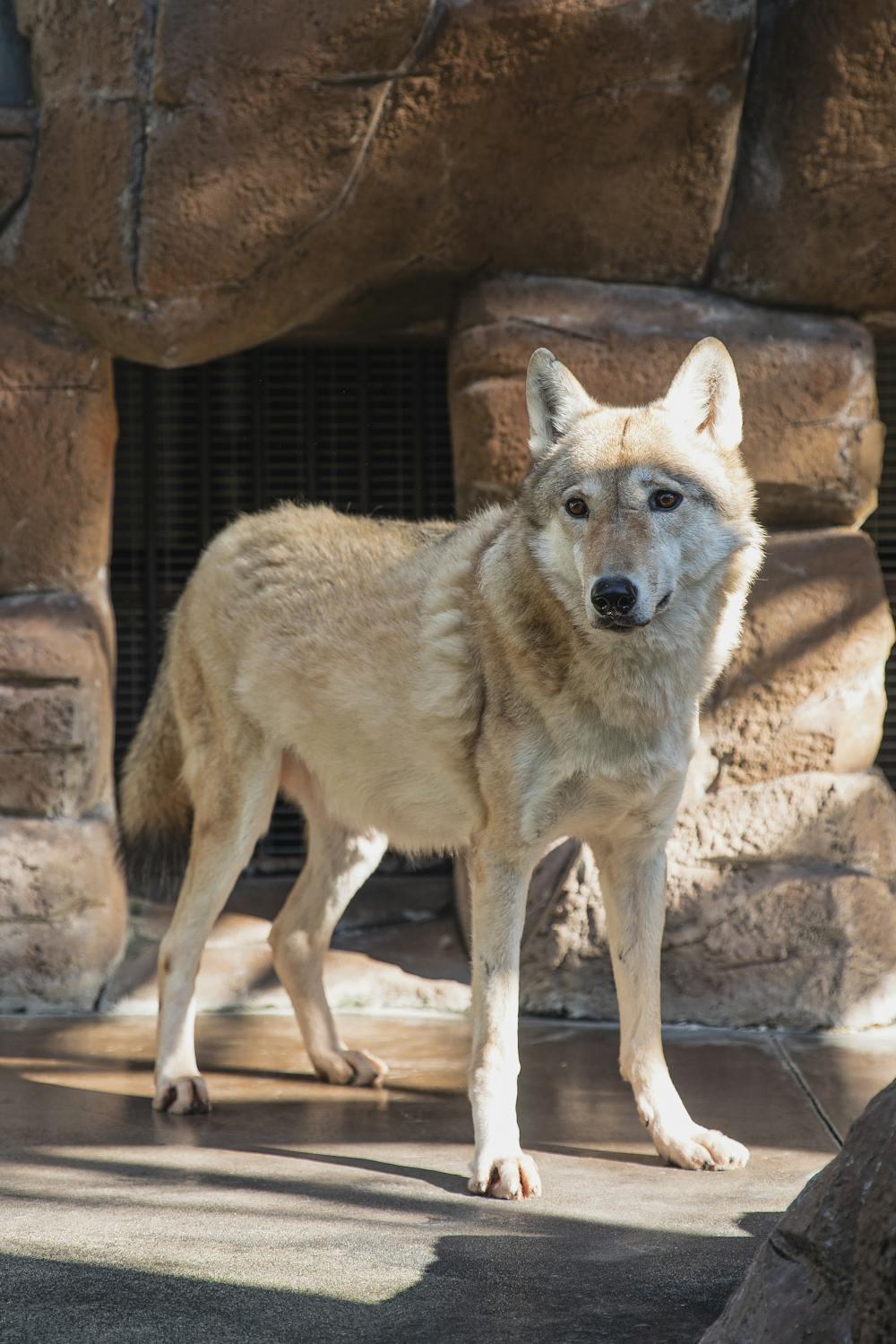 Photo d'un loup.