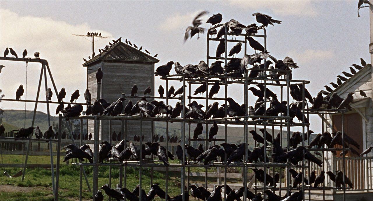 De nombreux oiseaux sont posés sur des barres de fer. 