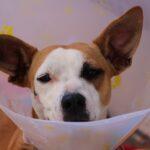 chien malade