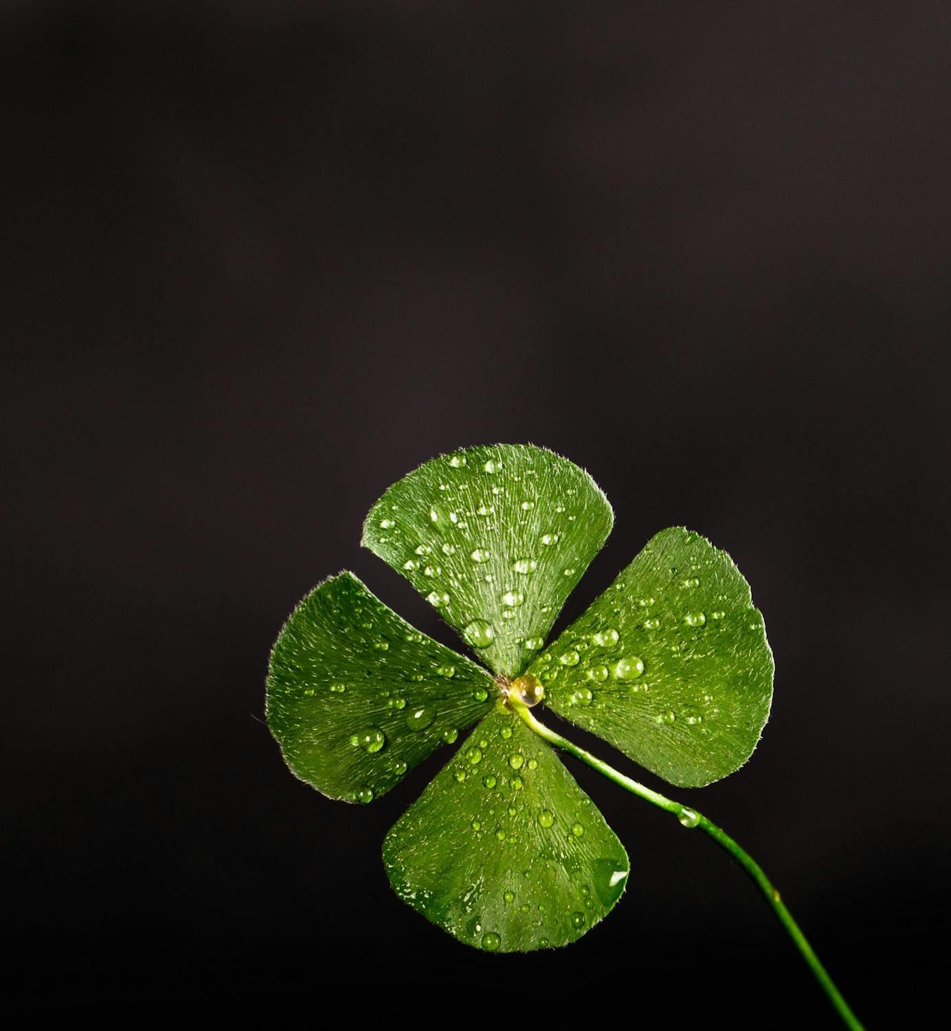 Photo d'un trèfle à quatre feuilles.