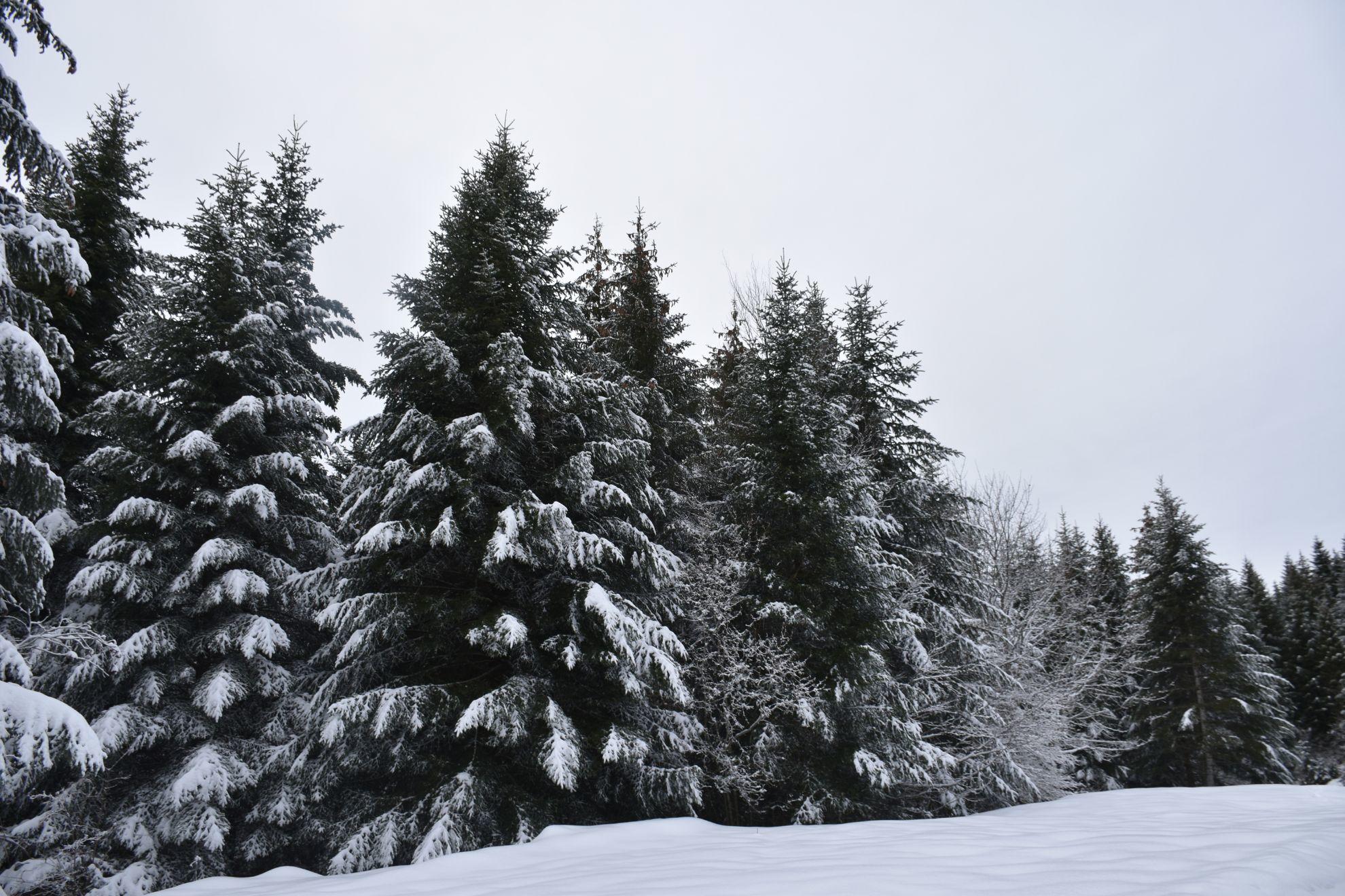 Un forêts de sapins enneigés.