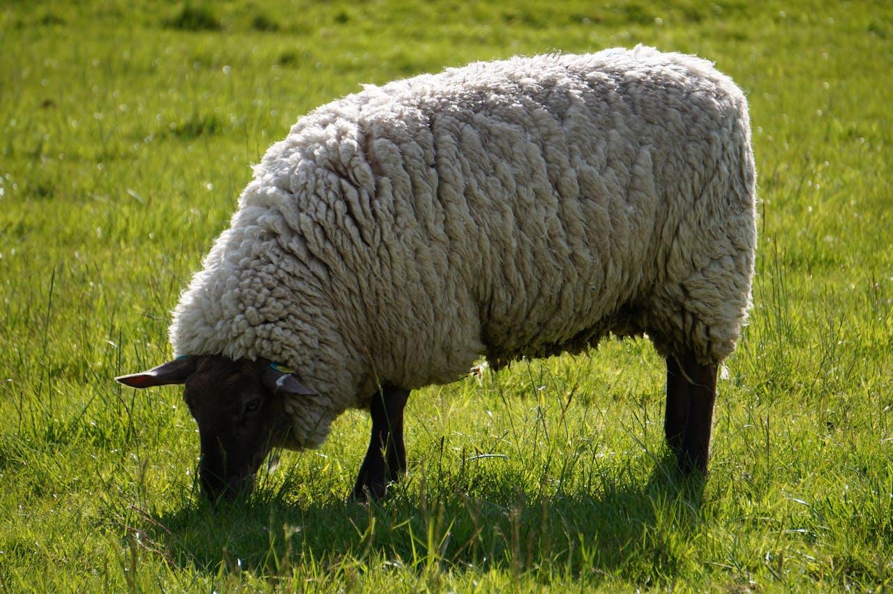 Mouton dans un pré