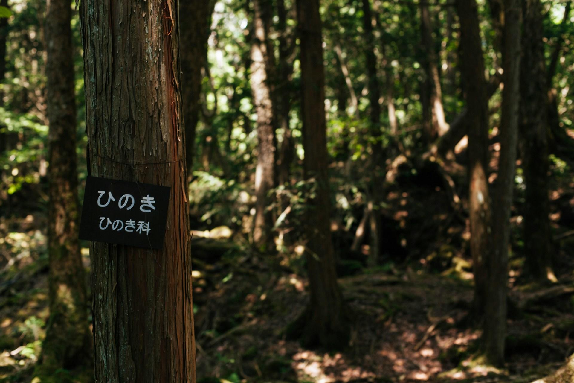 Panneau japonais dans une forêt dense 