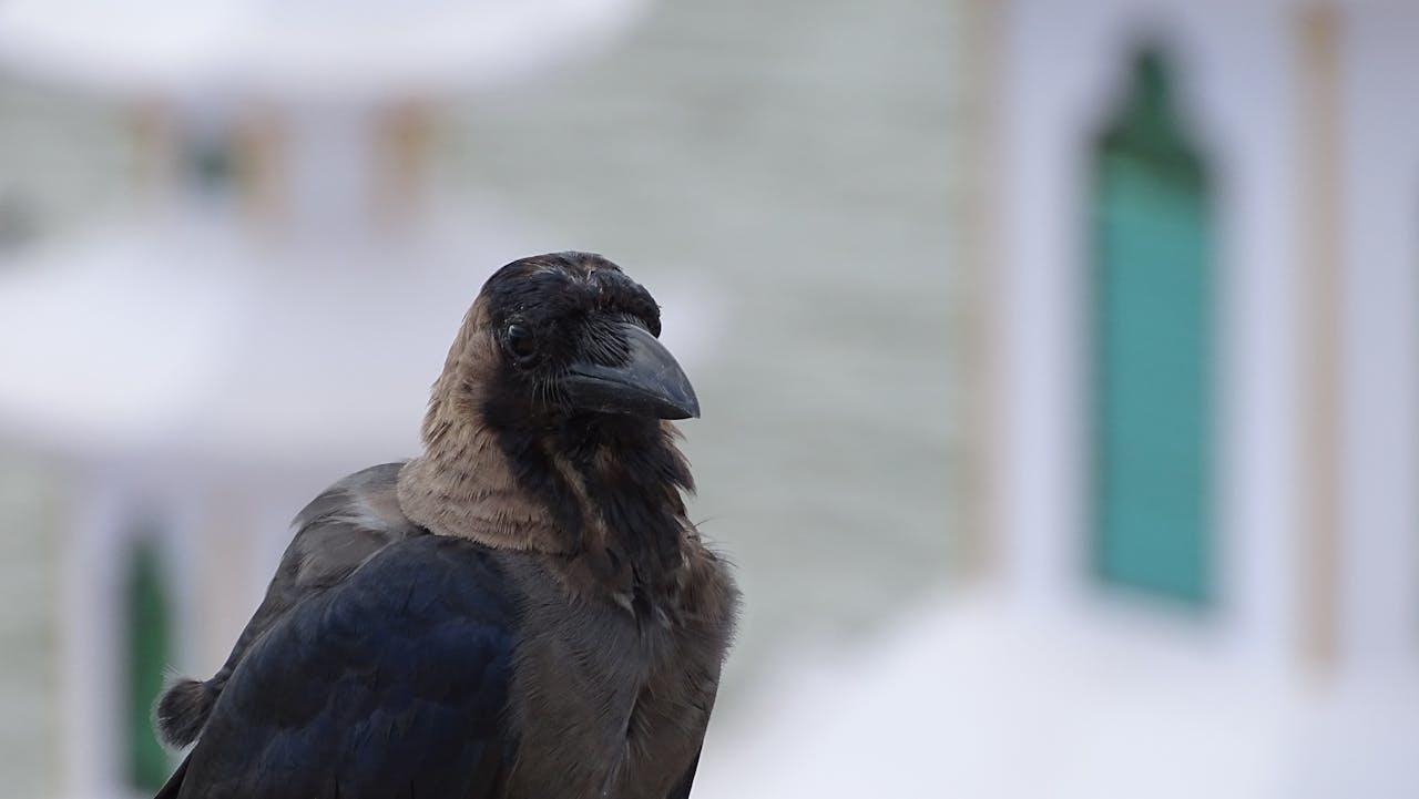 Oiseau de type corbeau avec un flou autour de lui.