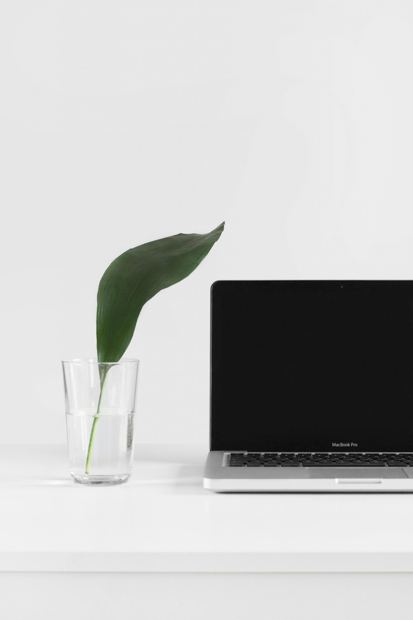 Un ordinateur portable et une plante.