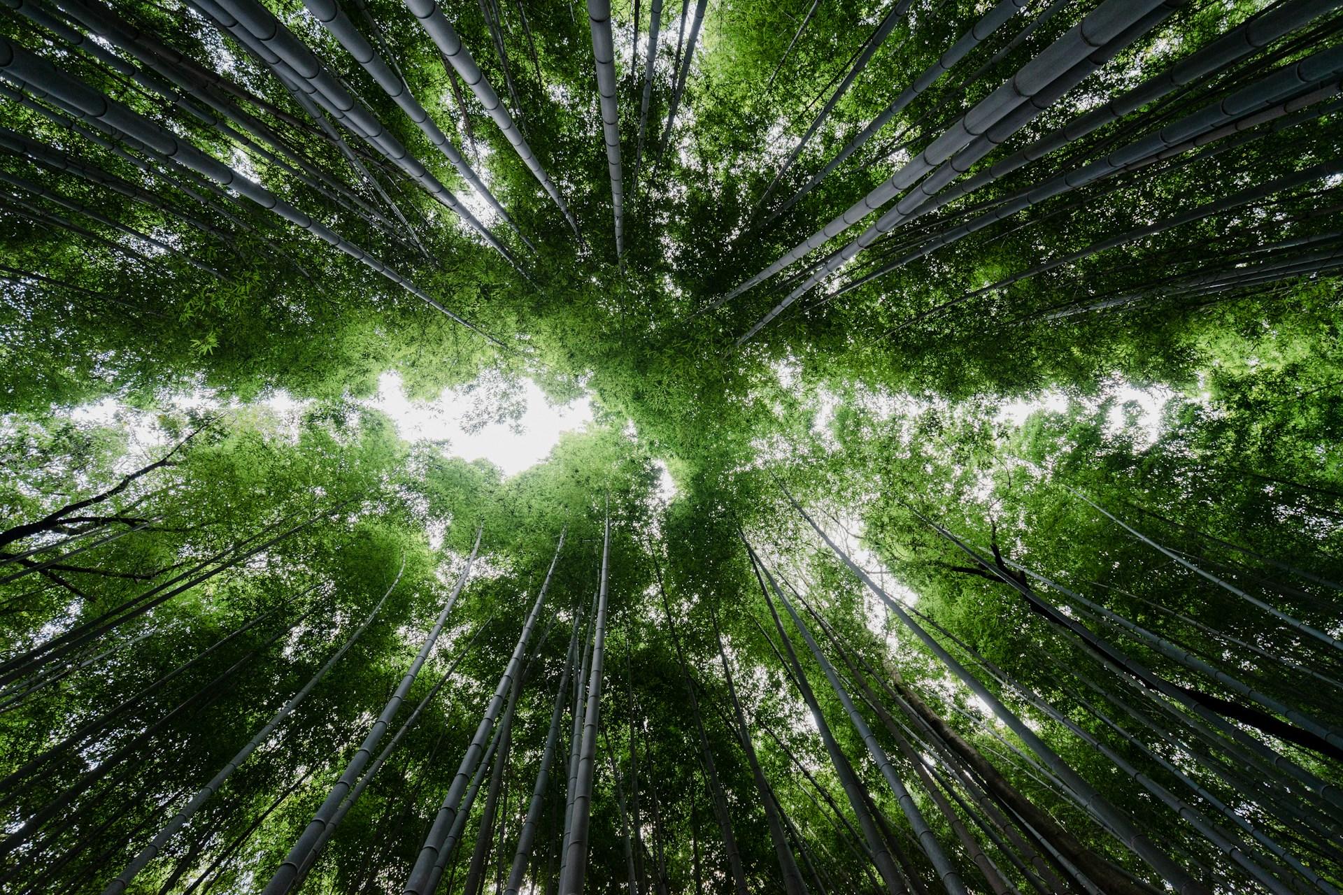 Vue au sein d'une forêt au Japon