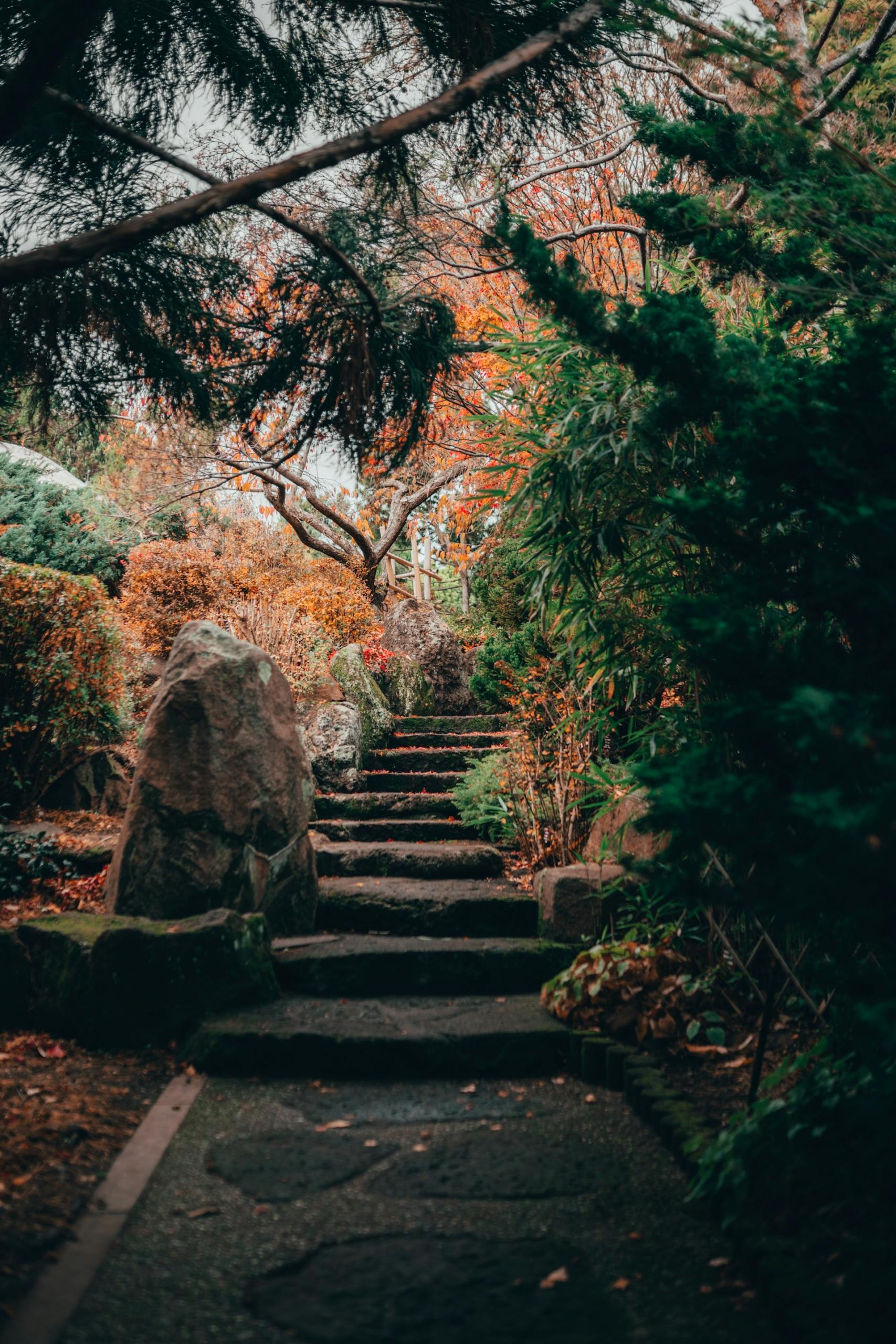 chemin au sein d'une forêt au Japon