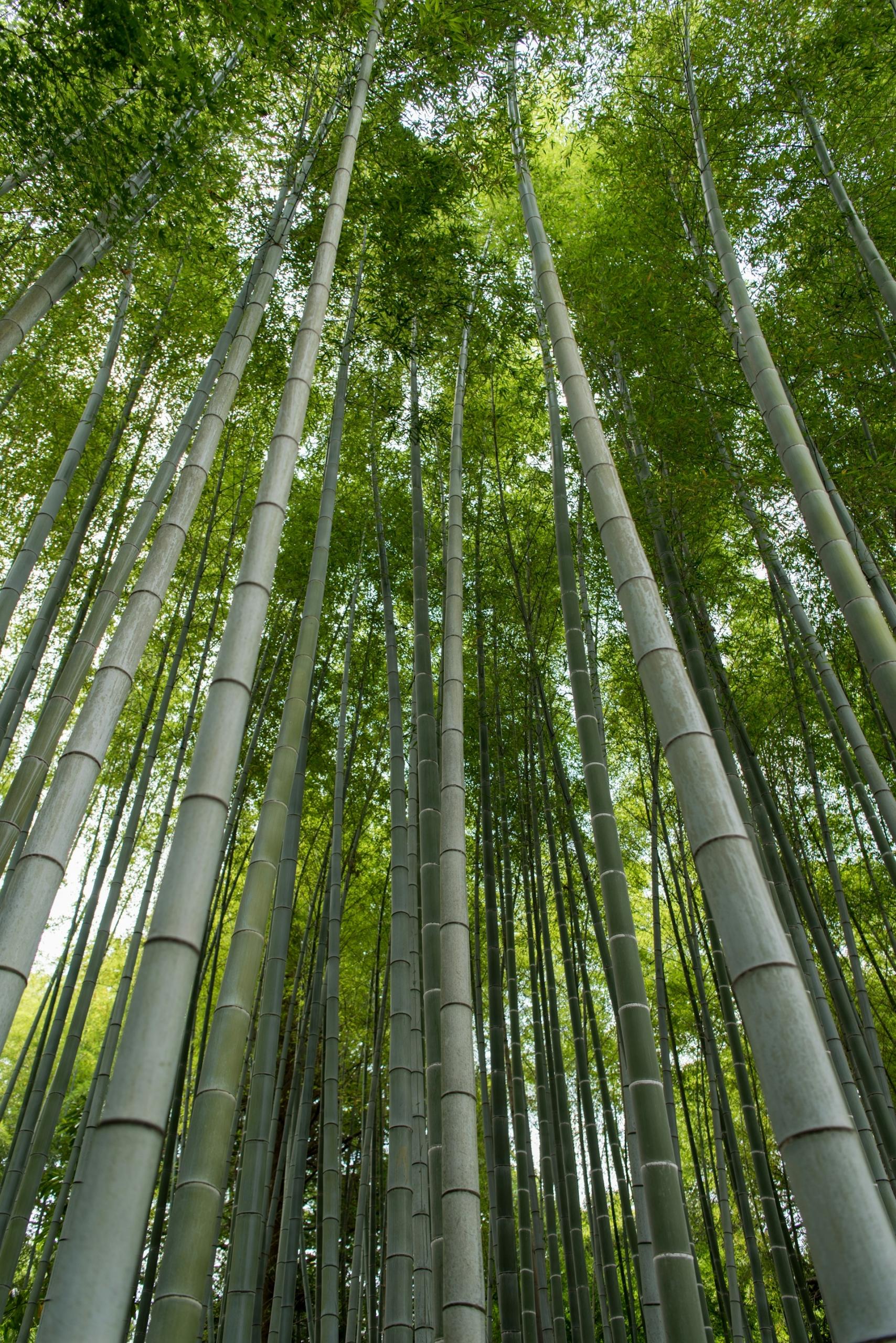 forêt avec des arbres immenses