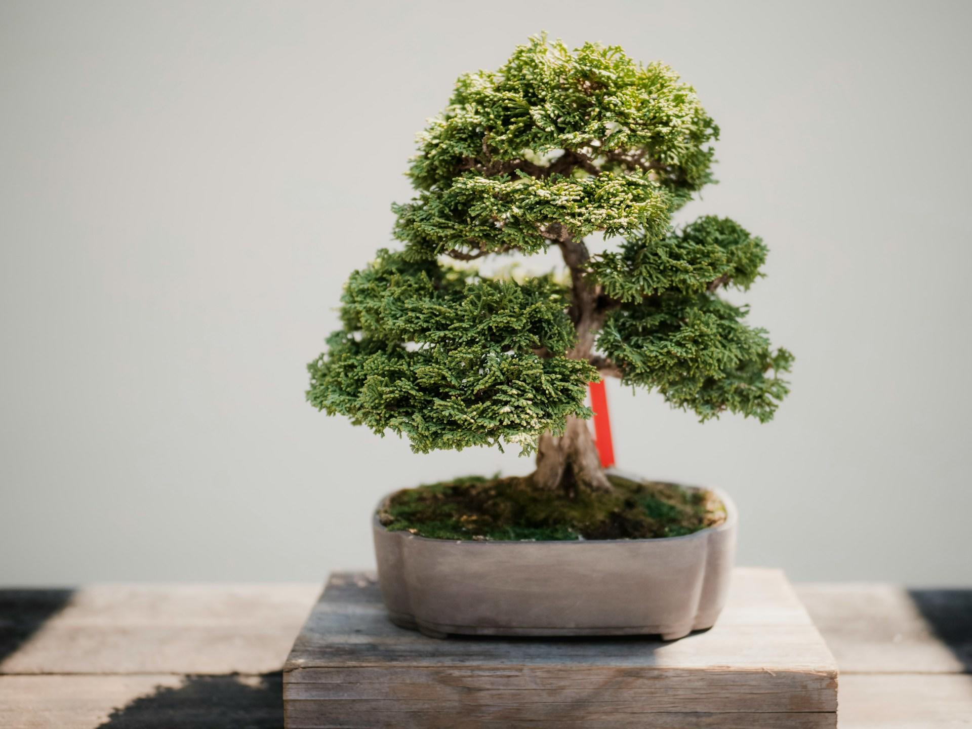 arbre japonais de type bonsai