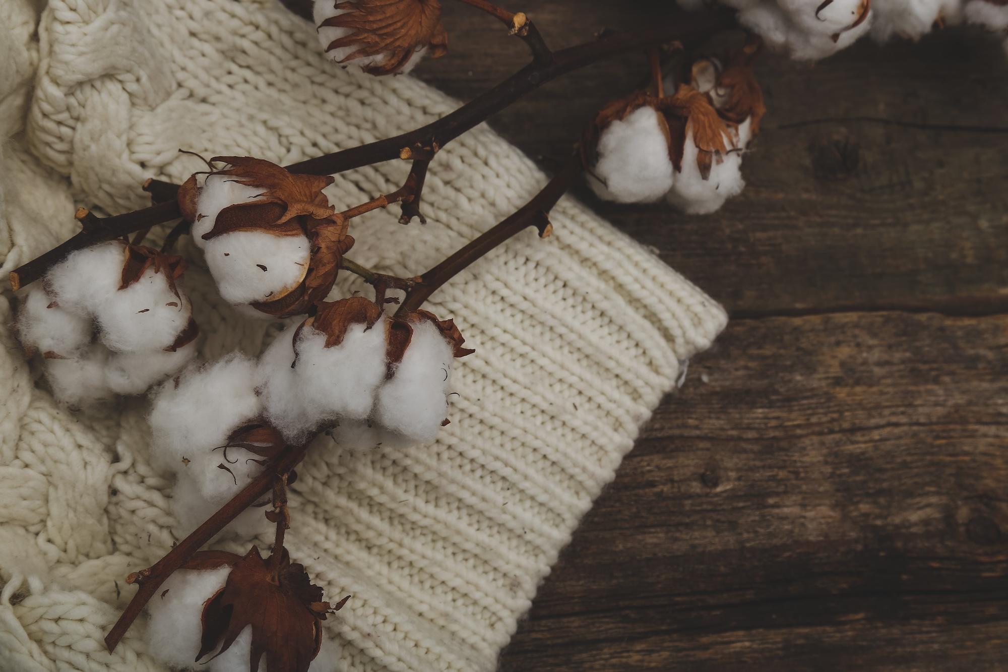 Fleurs de coton sur une table en bois
