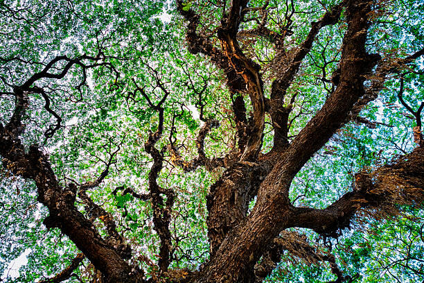 Arbre naturel avec des représentations de fractales