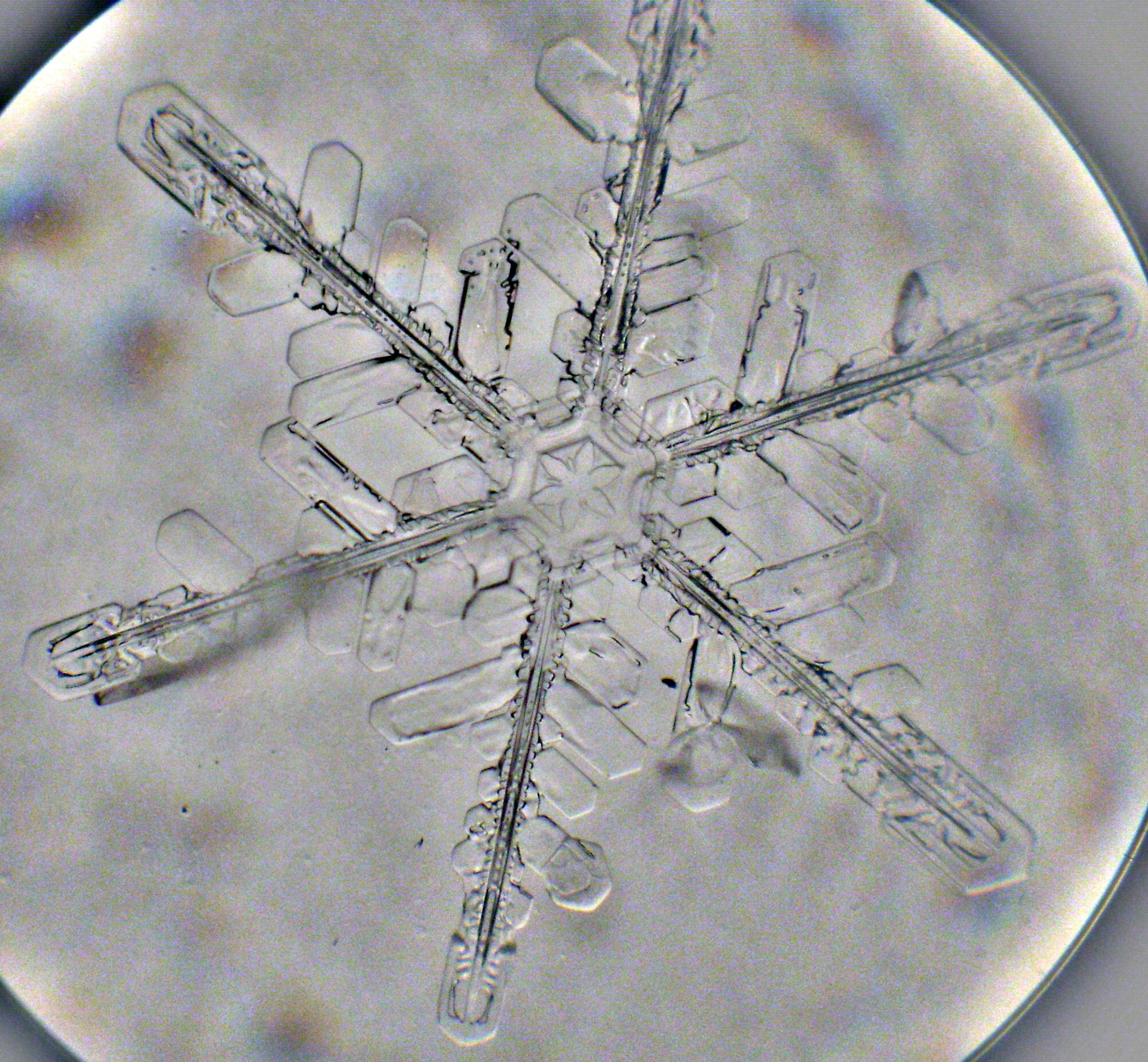 flocon de neige naturel