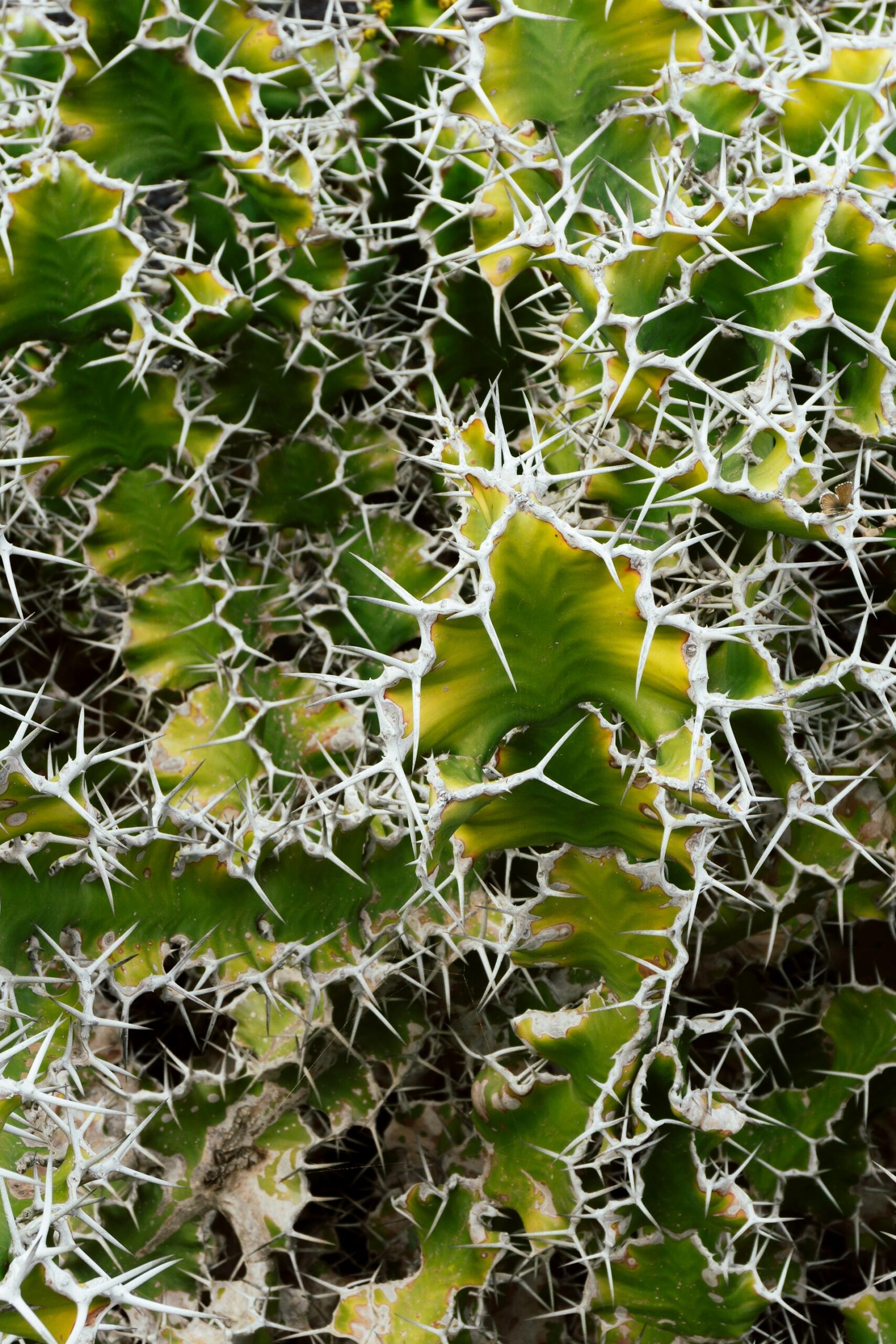 Représentation des fractales dans la nature 