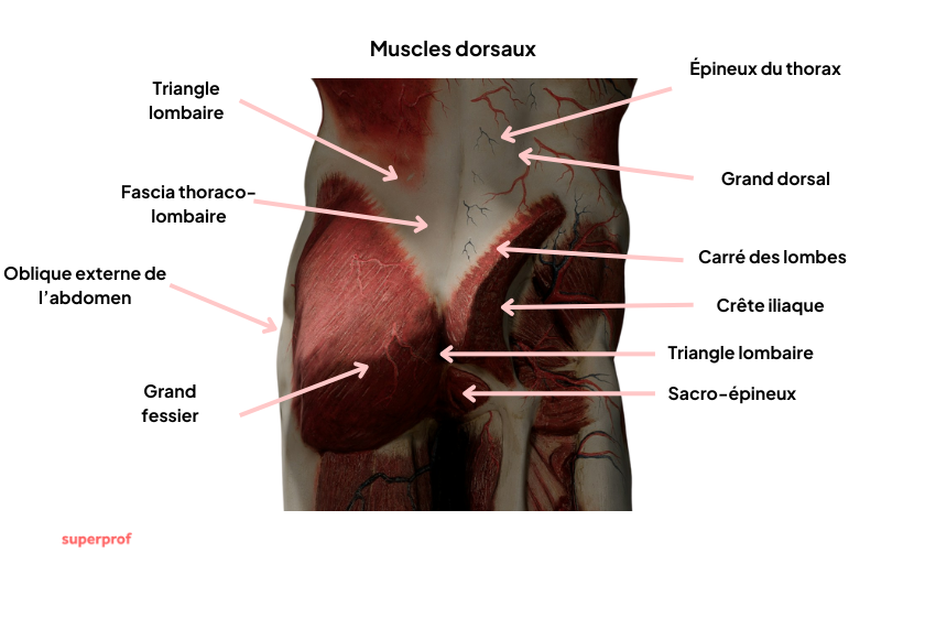 Schéma des muscles du bas du dos.