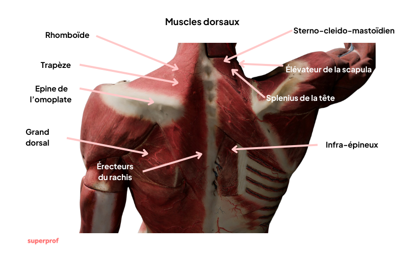 Schéma des muscles du haut du dos.