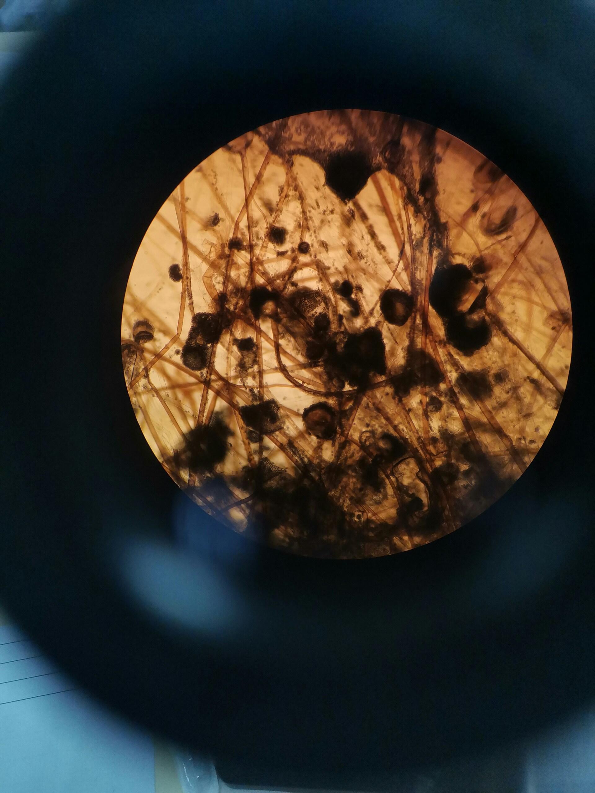 étude d'un végétal au microscope 