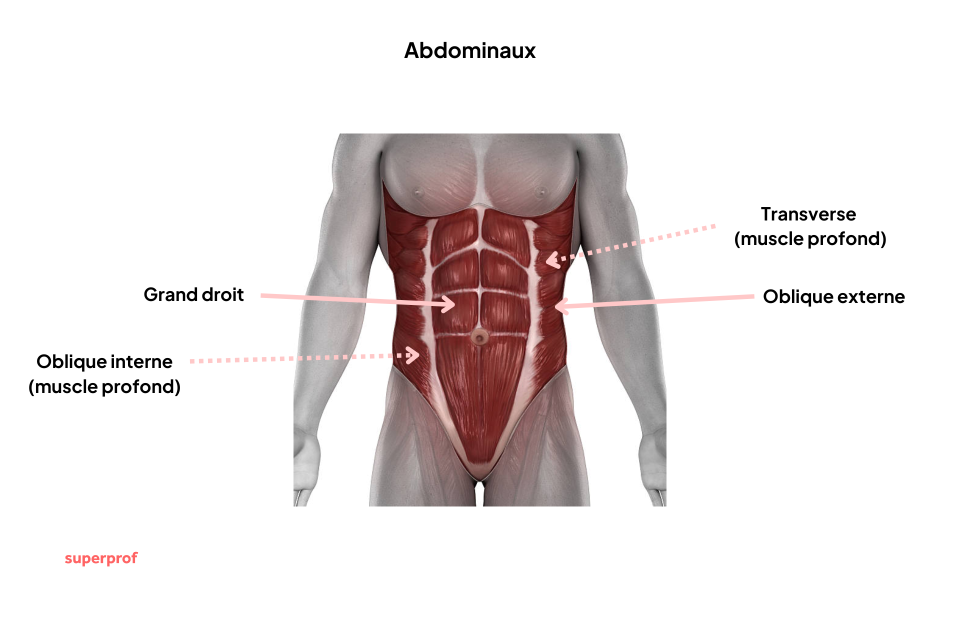 Photo anatomique des muscles de l'abdomen.
