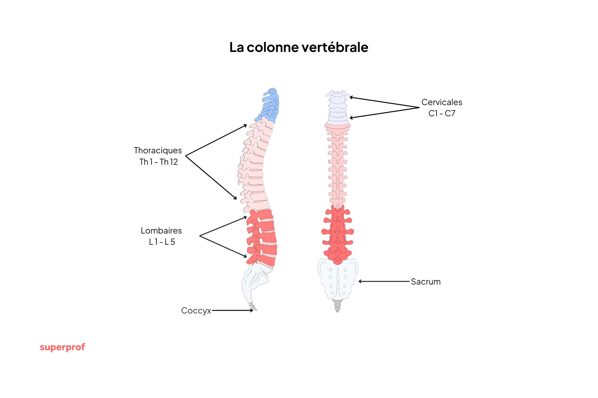 figure colonne vertébrale superprof