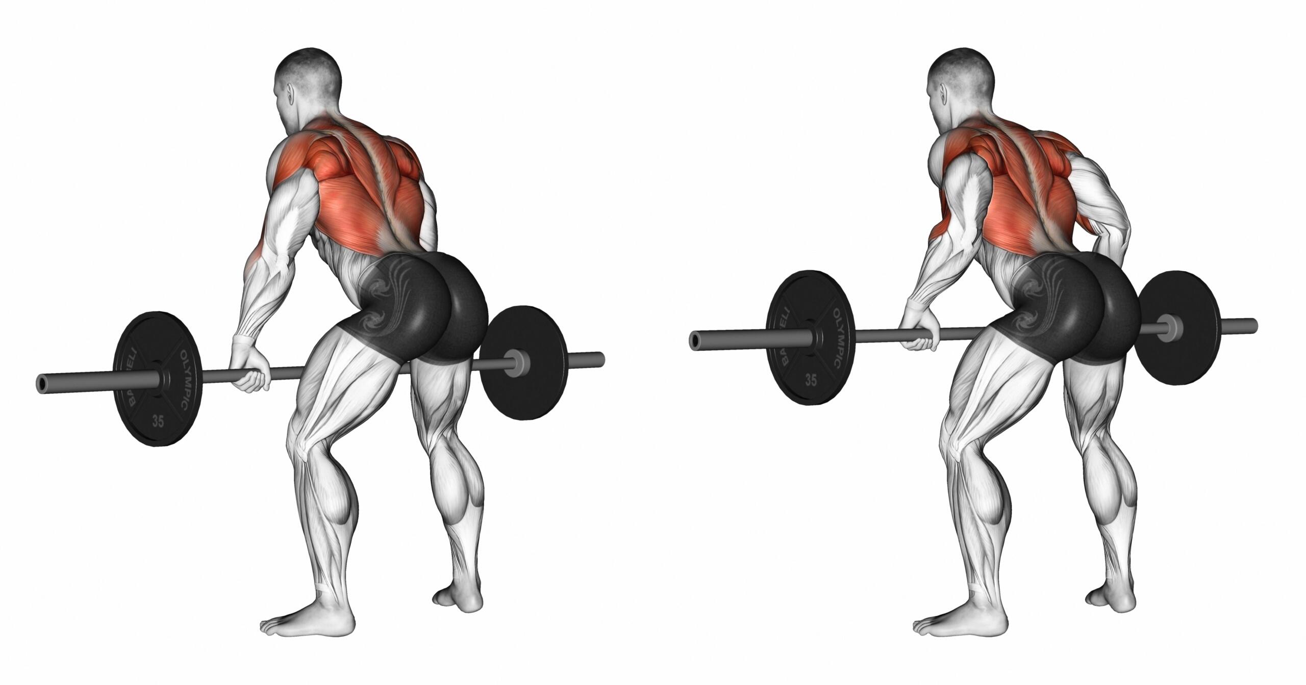 dessin d'un homme qui pérforme un exercice de rowing buste penché avec une barre