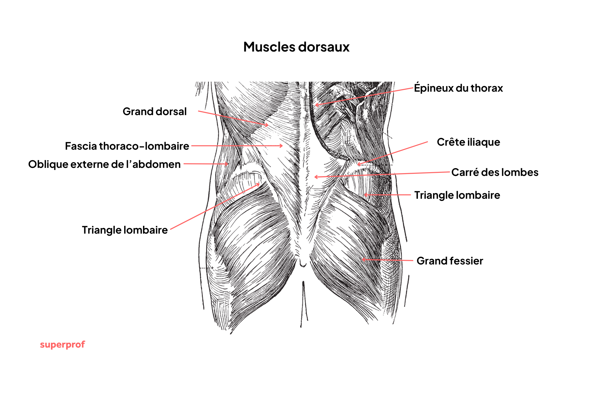 Schemas des muscles du bas du dos