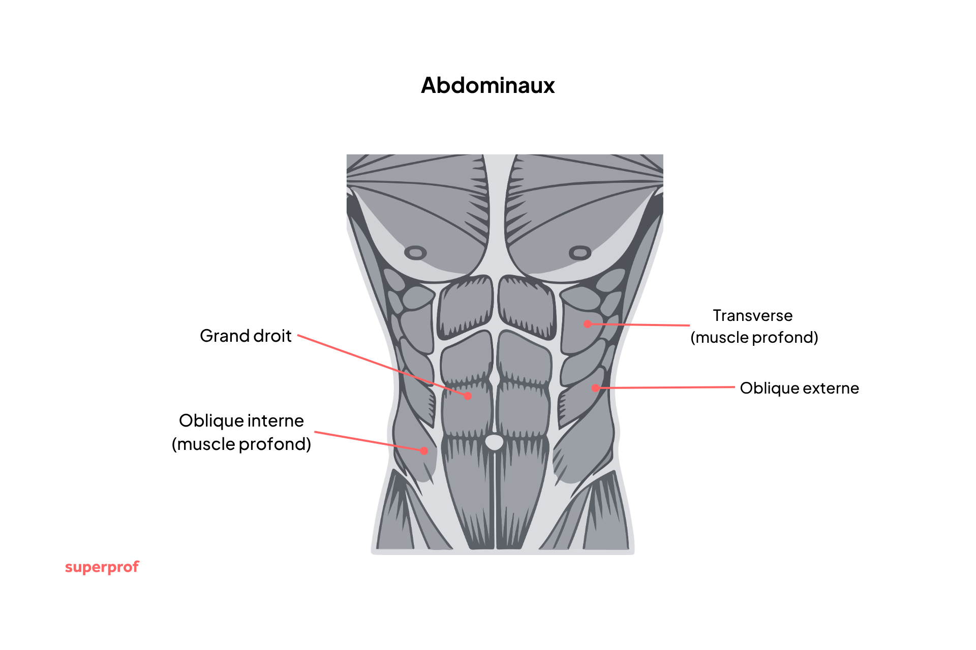 illustration anatomique des muscles de l'abdomen.