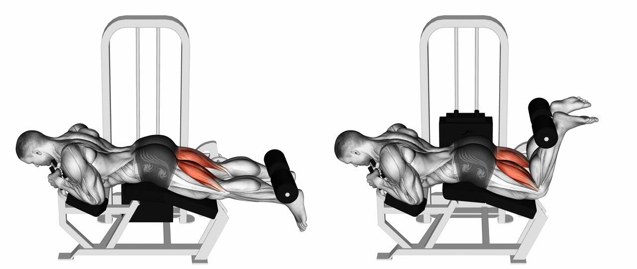 Schéma d'un homme réalisant un leg curl à la machine. 
