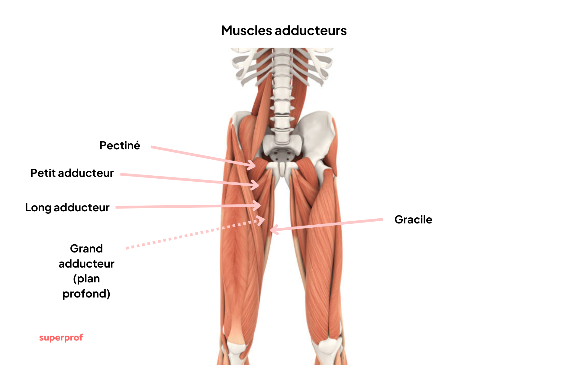 Détails anatomiques des 5 muscles adducteurs : pectiné, petit adducteur, long adducteur, grand adducteur et gracile.  