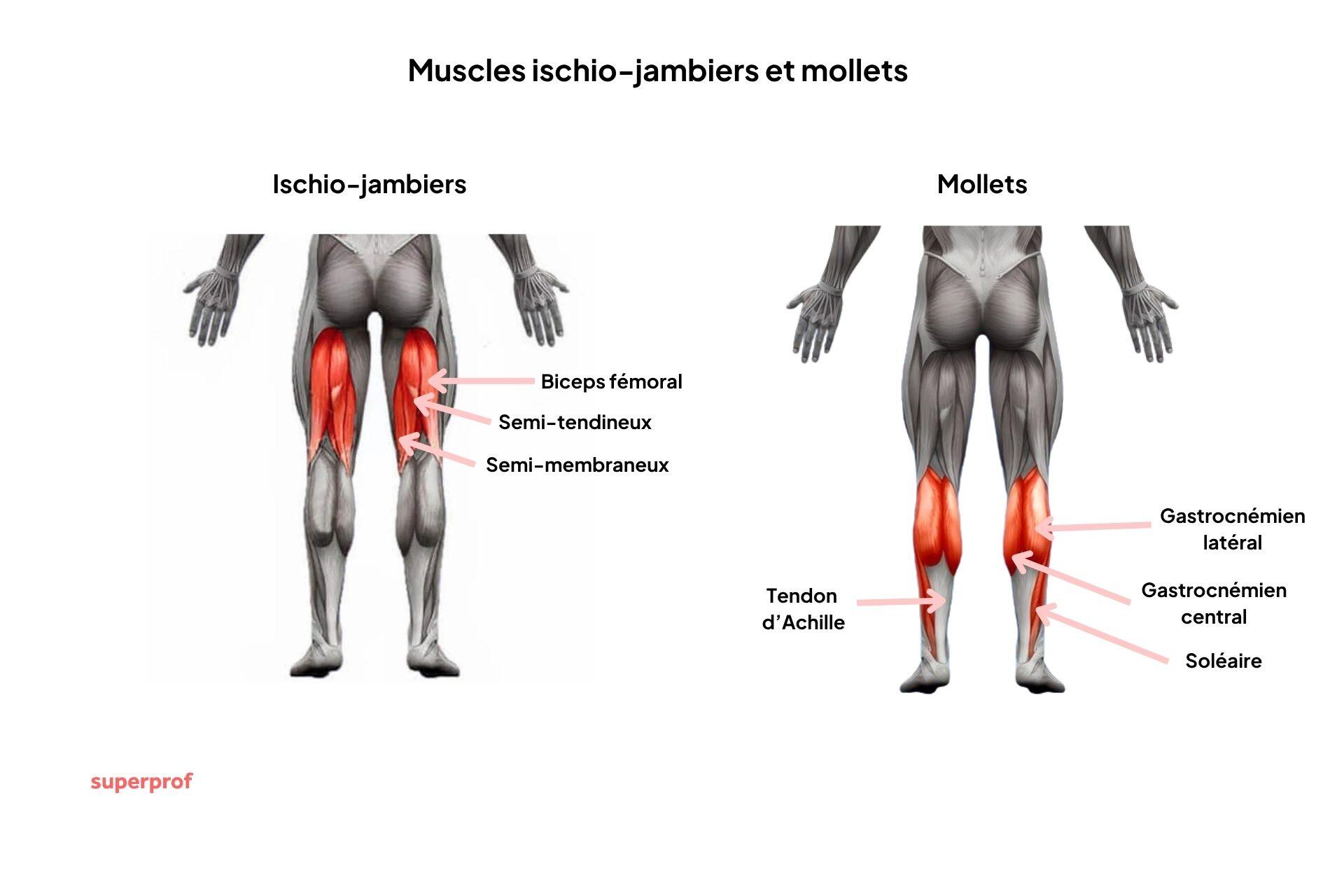 Détails anatomiques des ischio-jambiers et des mollets. 