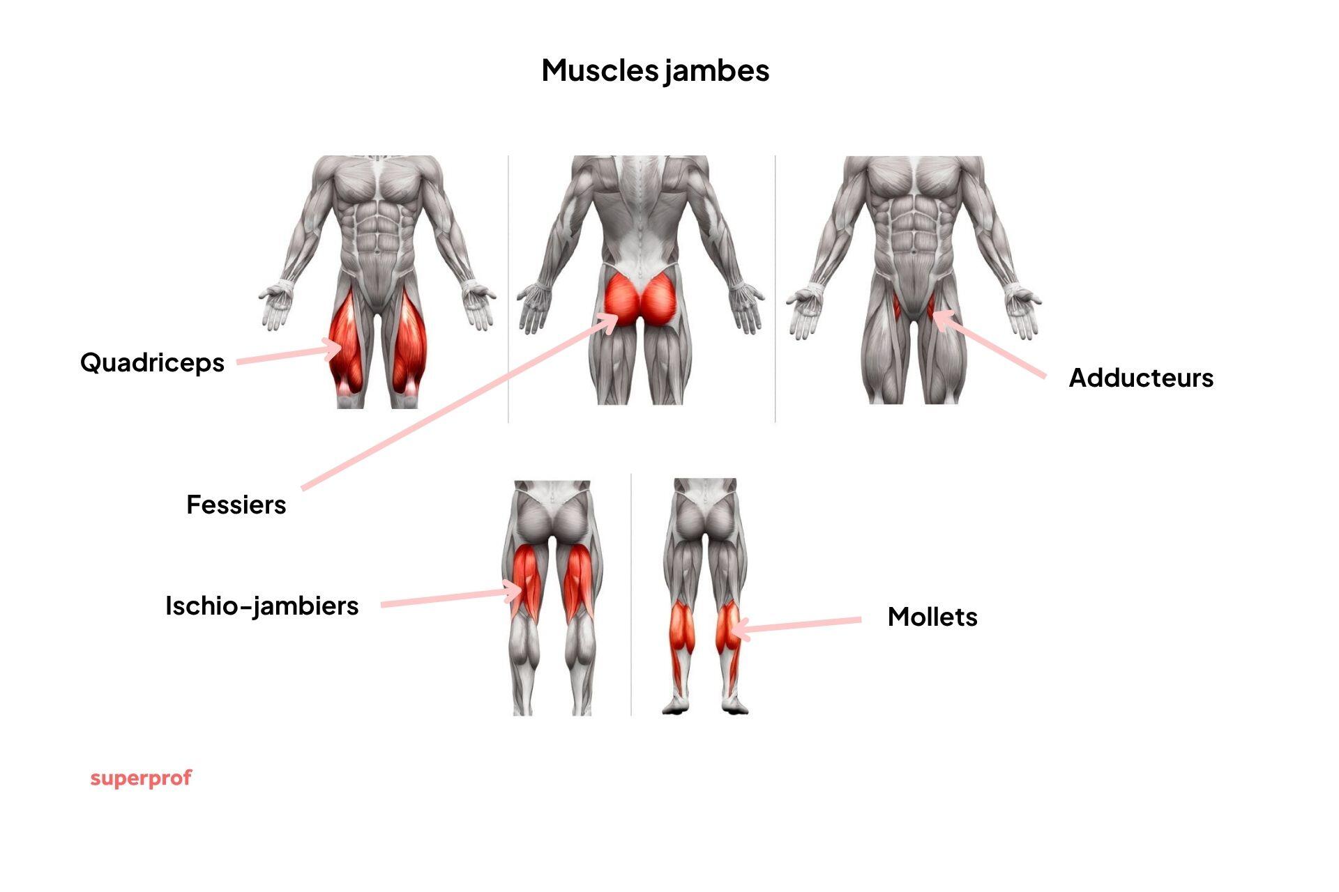 Détails anatomiques des jambes : quadriceps, fessiers, adducteurs, ischio-jambiers, mollets. 