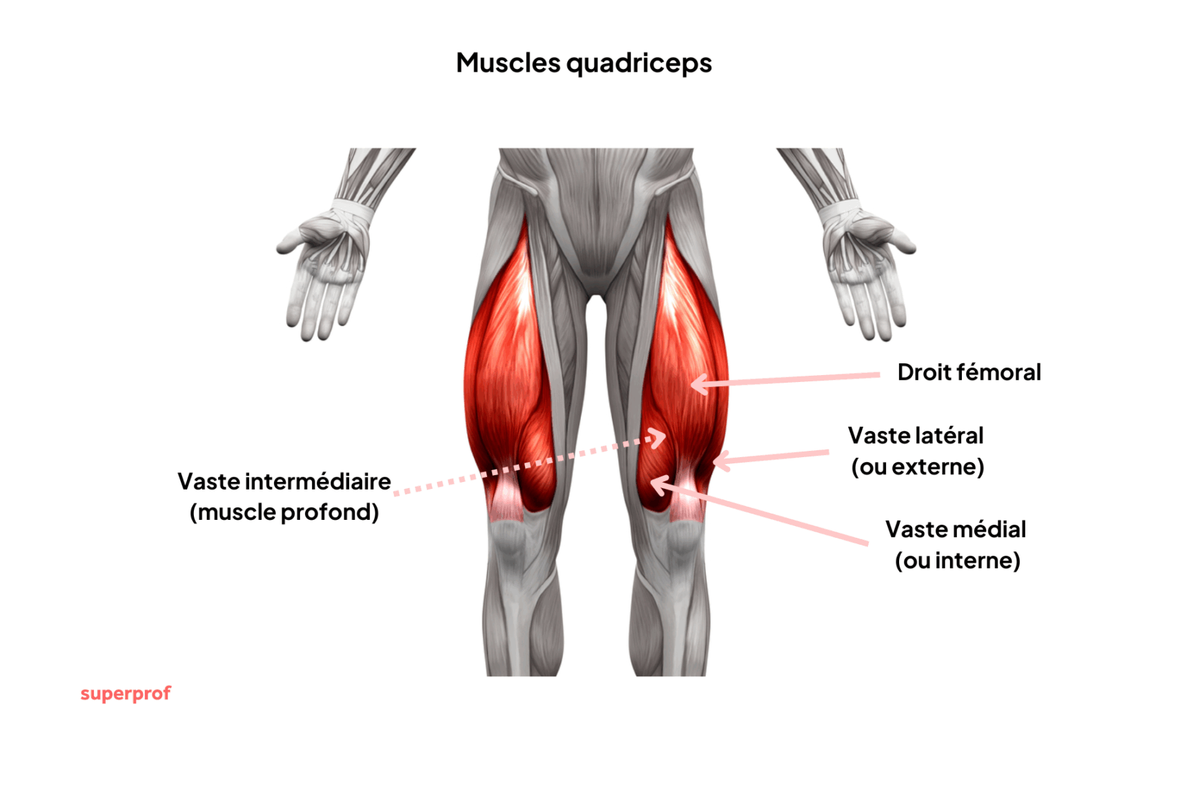 exercice-quadriceps-6-mouvements-efficaces-pour-des-cuisses-sculpt-es