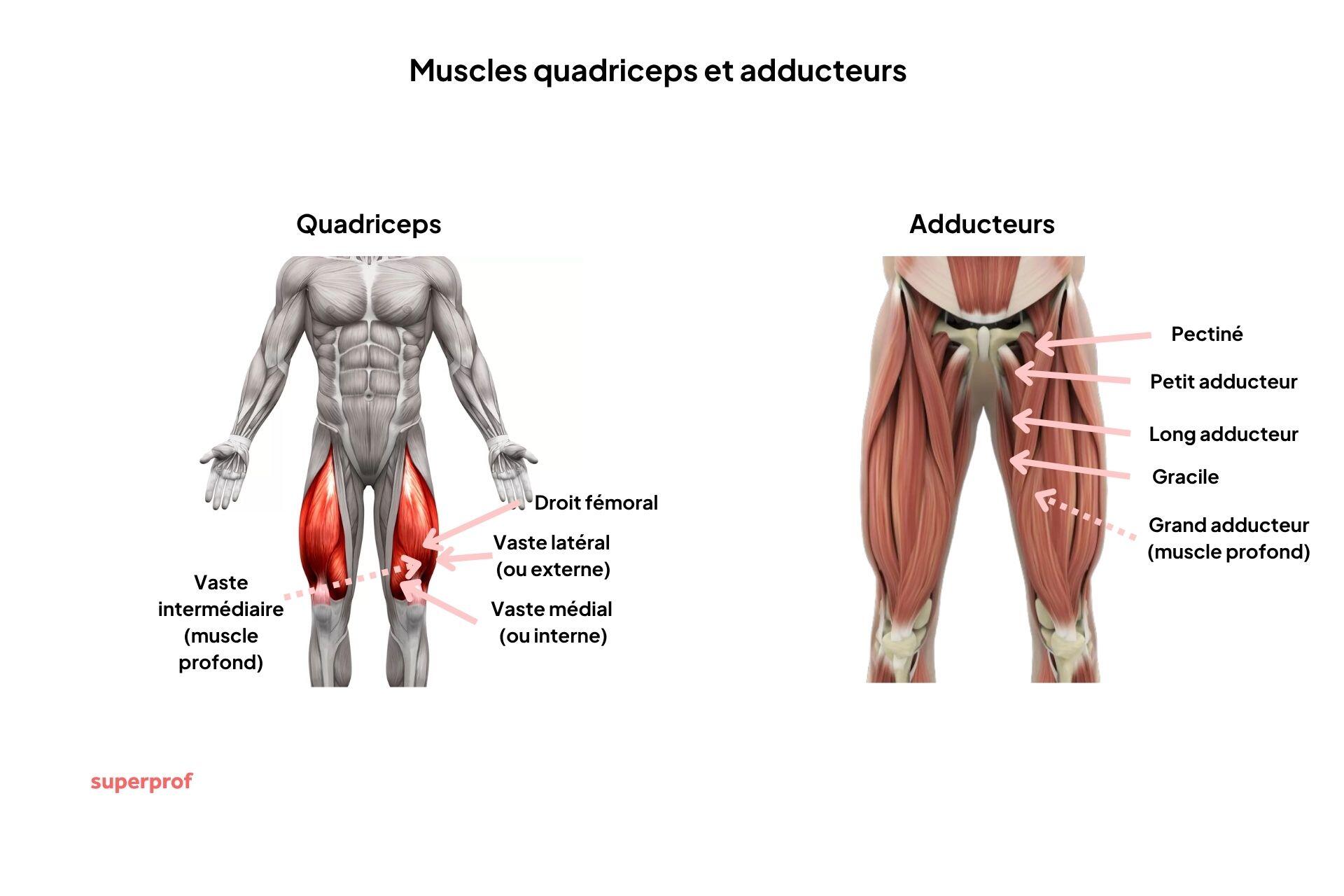 Détails anatomiques plus précis du quadriceps et des adducteurs. 