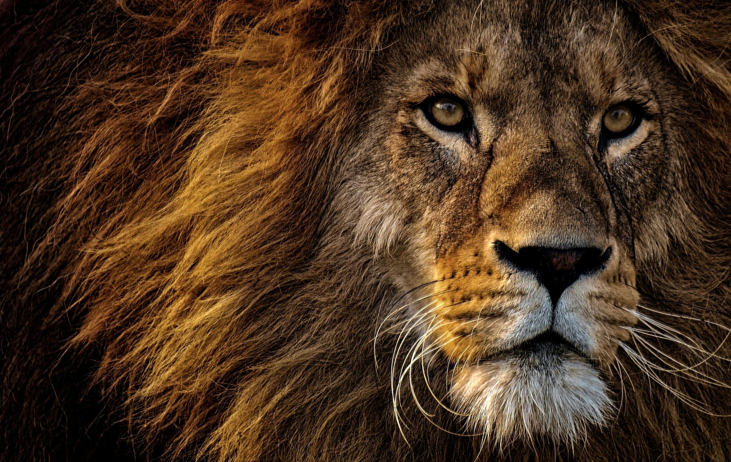 Photo d'un lion