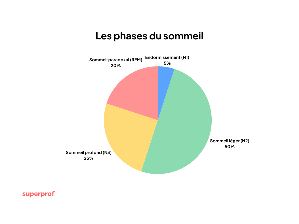 Diagramme montrant les différentes phases de sommeil. 