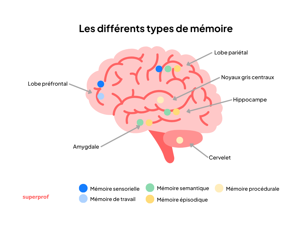 Schéma d'un cerveau pour illustrer les différents types de mémoire